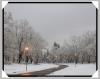 Snowy Centennial Oaks