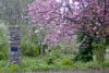 Cherry Blossoms 2236