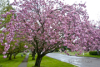 Cherry Blossoms 2253