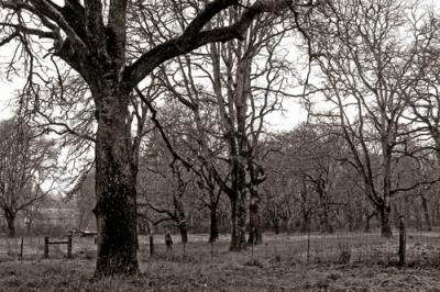 Winter oak woodland