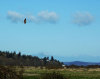Harrier over Nisqually