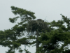 Mom and baby bald eagles