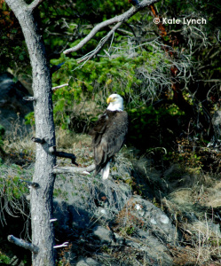 Bald eagle sentry