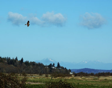 Harrier over Nisqually