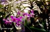 Orchid light