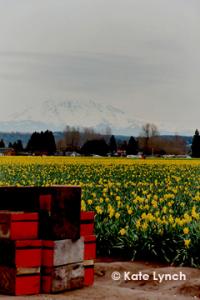 Puyallup daffodils