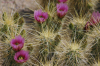 Magenta Cactus
