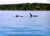 Orcas together