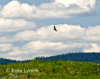 Prairie Osprey 5