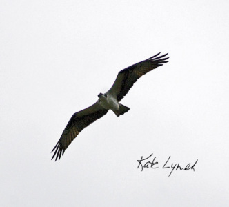 Osprey 9258