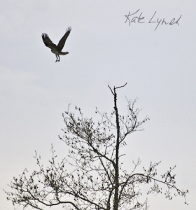 Osprey 9273
