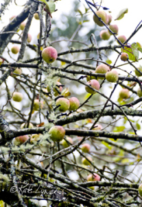 Apples 0029