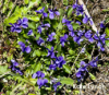 Prairie violets