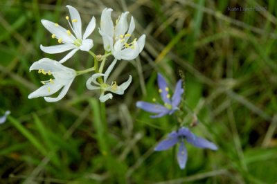 White camas