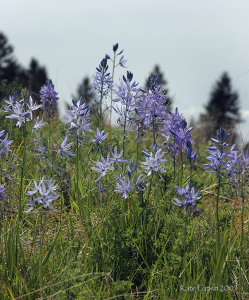 Camas trees