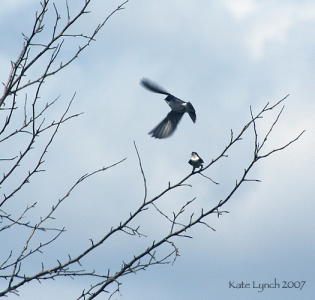 Swallow dance