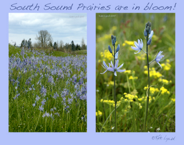 Prairies in bloom