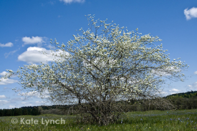 Serviceberry or Sasakatoon