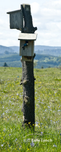 Nesting swallow 2393