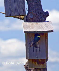 Tree swallow stare 2408