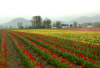 Valley of tulips