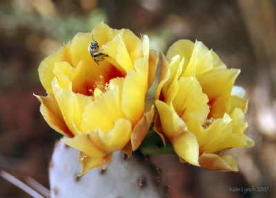 Cactus Bee