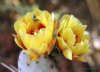 Cactus Bee
