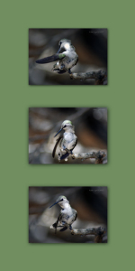 Hummer Pause Triptych